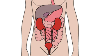 了解泌尿系统-做好膀胱造痿袋的护理