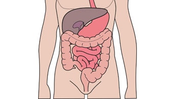 了解肠造口、尿路造口与消化系统的关系