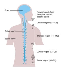 脊髓 